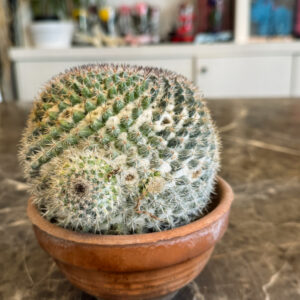 Alternative view of Mammillaria Perbella – Διακοσμητικός Μικρός Κάκτος