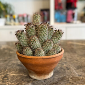 Mammillaria Occidentalis – Κάκτος σε Κεραμική Γλάστρα