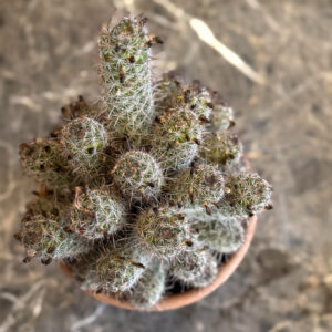 Alternative view of Mammillaria Occidentalis – Κάκτος σε Κεραμική Γλάστρα
