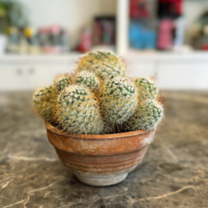 Mammillaria Bombycina – Διακοσμητικός Κάκτος