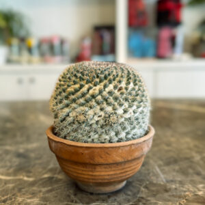 Mammillaria Perbella – Διακοσμητικός Μικρός Κάκτος