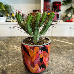 Euphorbia Enopla – Διακοσμητικό Παχύφυτο με Αγκάθια