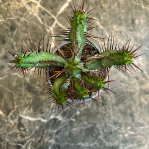 Alternative view of Euphorbia Enopla – Διακοσμητικό Παχύφυτο με Αγκάθια