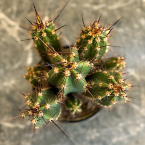 Alternative view of Neocardenasia Herzogiana – Διακοσμητικός Κάκτος