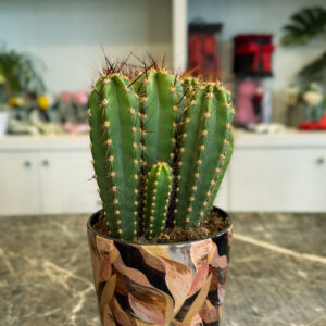 Neocardenasia Herzogiana – Διακοσμητικός Κάκτος