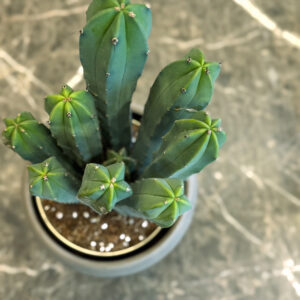 Alternative view of Blue Candle Cactus – Διακοσμητικός Κάκτος