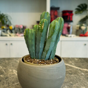 Blue Candle Cactus – Διακοσμητικός Κάκτος