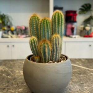 Pilosocereus Odilensis – Διακοσμητικός Κάκτος