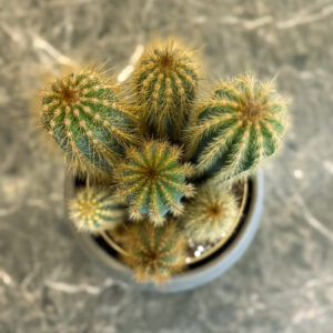 Alternative view of Pilosocereus Odilensis – Διακοσμητικός Κάκτος