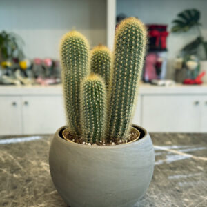 Espostoa Guentheri – Διακοσμητικός Κάκτος