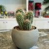 Pachycereus Pringlei – Διακοσμητικός Κάκτος