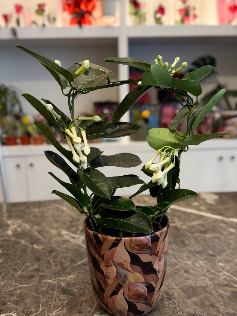 Στεφανωτή – Stephanotis floribunda - Image 7