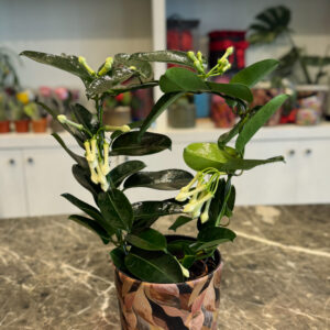 Alternative view of Στεφανωτή – Stephanotis floribunda