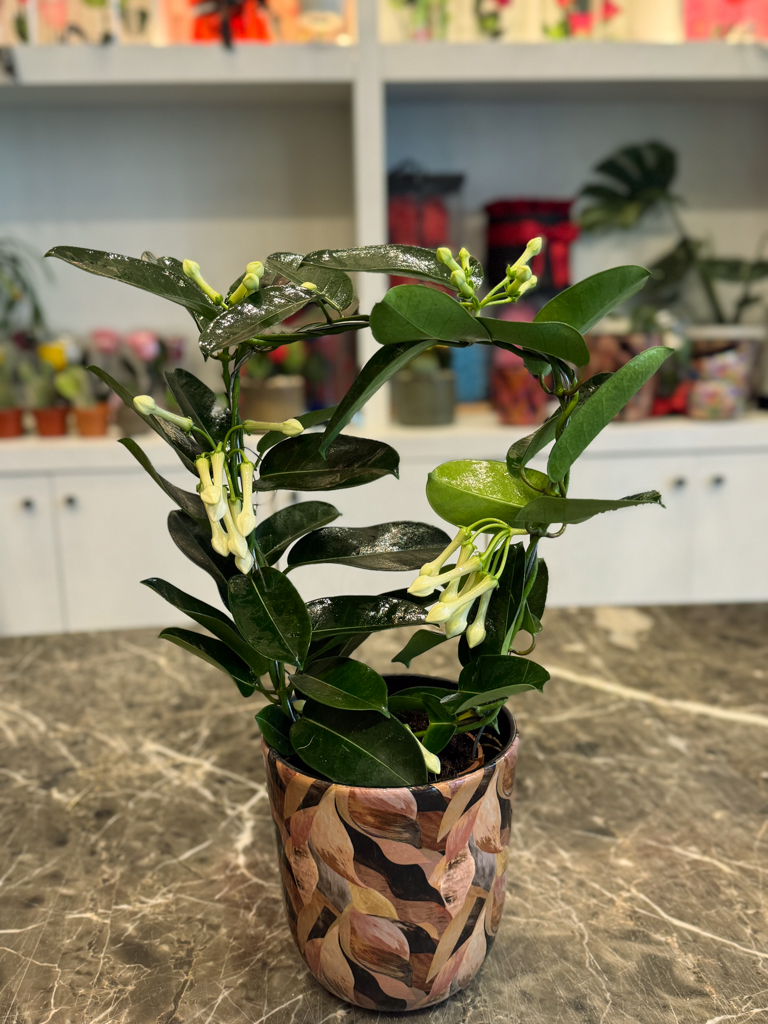 Στεφανωτή – Stephanotis floribunda - Image 2