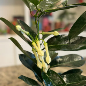 Στεφανωτή – Stephanotis floribunda