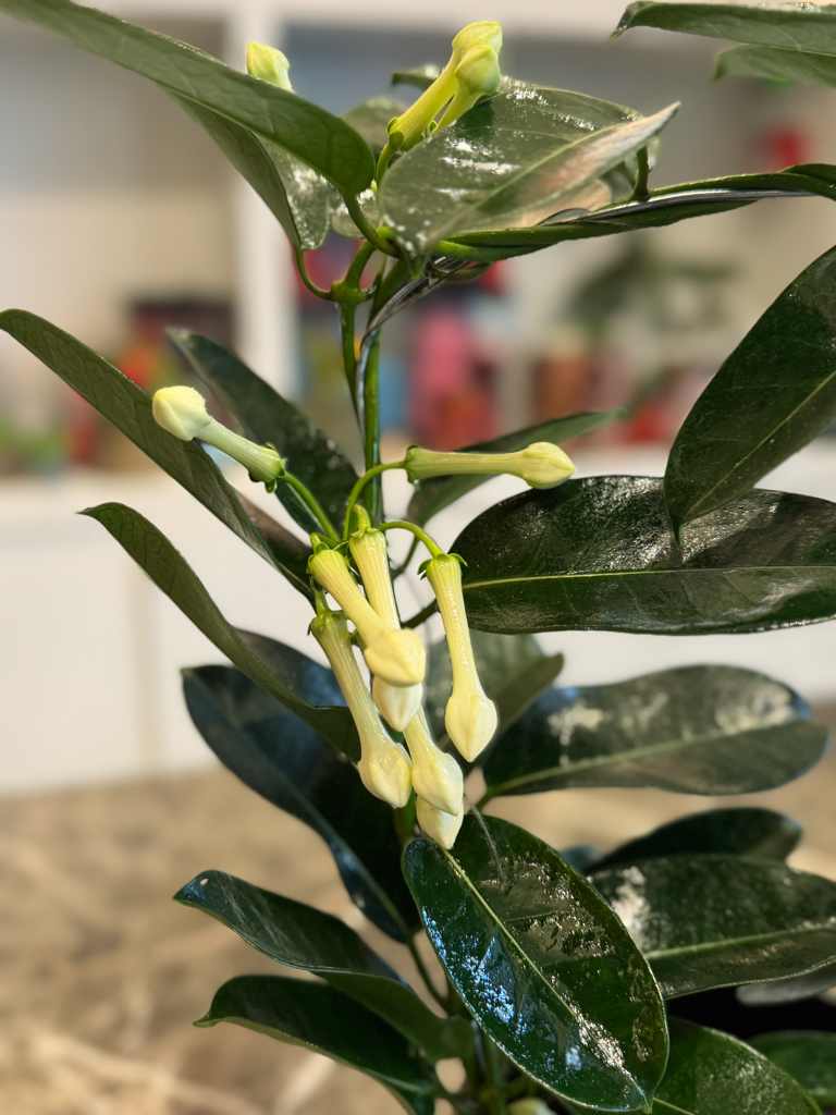 Στεφανωτή – Stephanotis floribunda