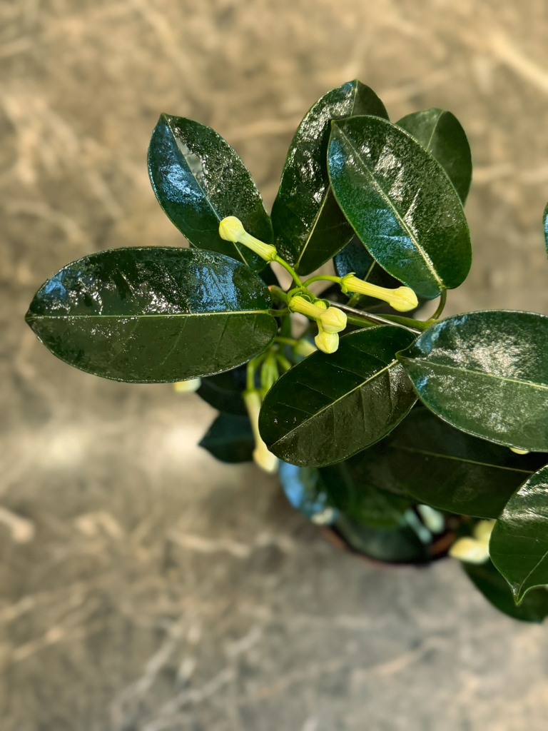 Στεφανωτή – Stephanotis floribunda - Image 4