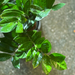 Alternative view of Ζάμια (Zamia / Zamioculcas)