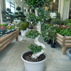 Ficus Microcarpa Bonsai – Διακοσμητικό Δέντρο Μπονσάι