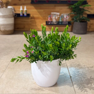 Alternative view of Πολύγαλα (Milkwort)