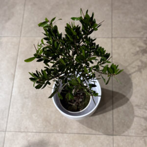 Alternative view of Καλλιστήμονας (Bottlebrush)