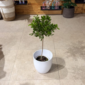 Καλλιστήμονας (Bottlebrush)