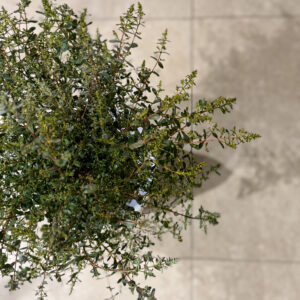 Alternative view of Ευκάλυπτος διαμορφωμένος σε σφαίρα