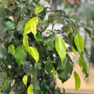 Alternative view of Φίκος Μπέντζαμιν – Ficus Benjamina