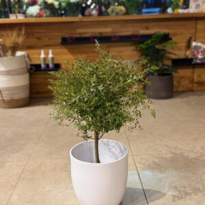 Ευκάλυπτος διαμορφωμένος σε σφαίρα