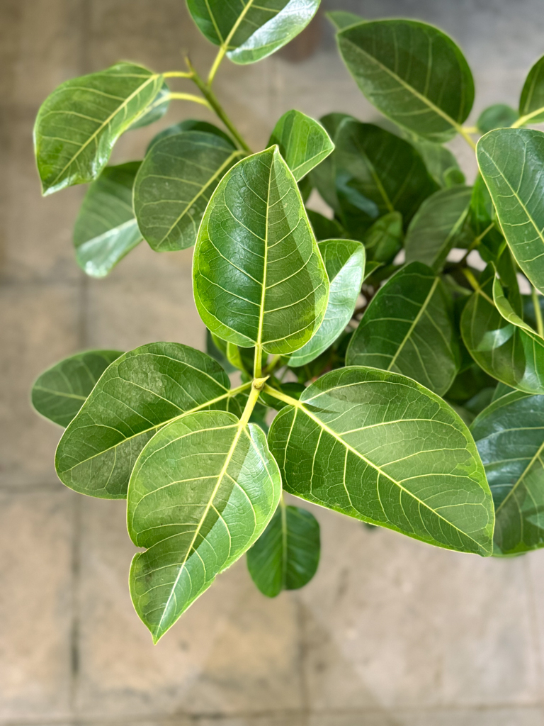 Φίκος Αουστράλις Διαμορφωμένος σε Μπάλα - Image 2