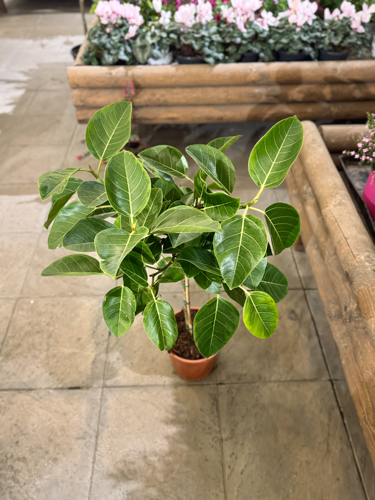 Φίκος Αουστράλις Διαμορφωμένος σε Μπάλα - Image 3