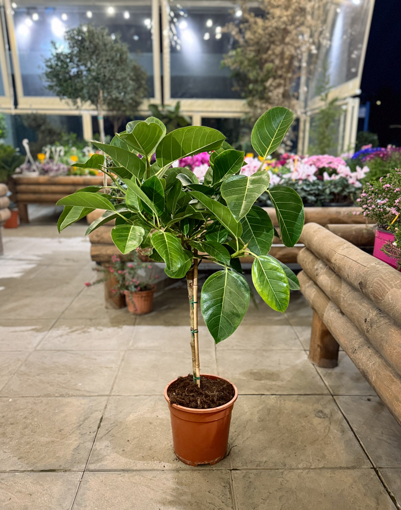 Φίκος Αουστράλις Διαμορφωμένος σε Μπάλα