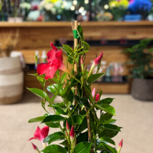 Alternative view of Διπλαδένια (Dipladenia)