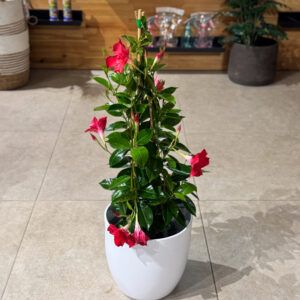 Διπλαδένια (Dipladenia)