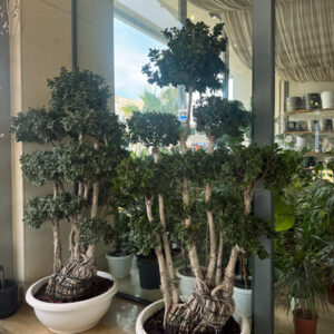 Ficus Microcarpa Compacta