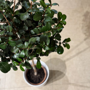 Alternative view of Ευγενία διαμορφωμένη σε σφαίρα (Eugenia)