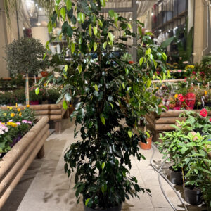 Φίκος Μπέντζαμιν – Ficus Benjamina