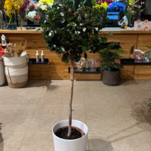 Ευγενία διαμορφωμένη σε σφαίρα (Eugenia)