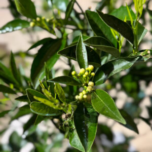 Alternative view of Πορτοκαλιά Δίφορη