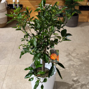 Πορτοκαλιά Δίφορη