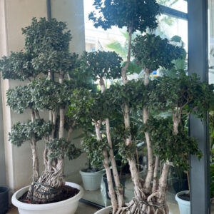 Alternative view of Ficus Microcarpa Compacta