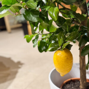 Alternative view of Λεμονιά Δίφορη