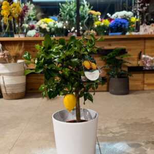 Λεμονιά Δίφορη