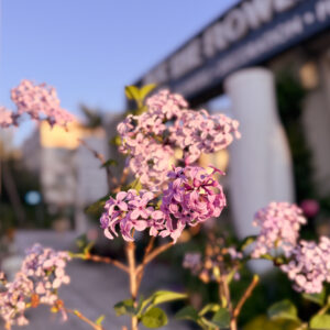 Πασχαλιά – Syringa Vulgaris