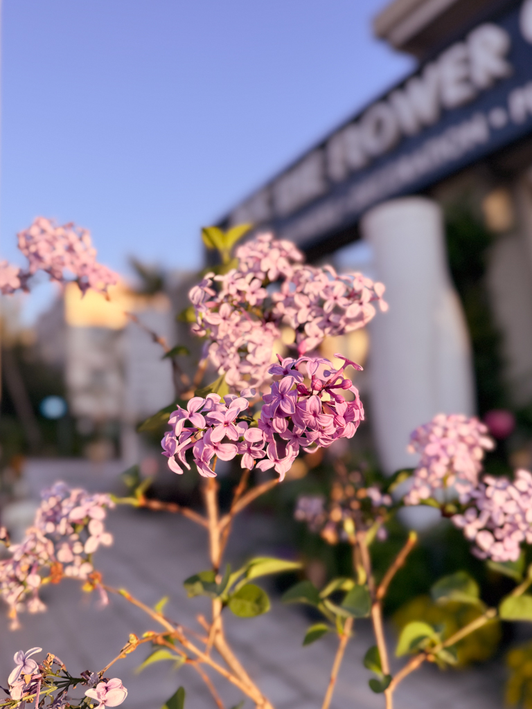 Πασχαλιά – Syringa Vulgaris