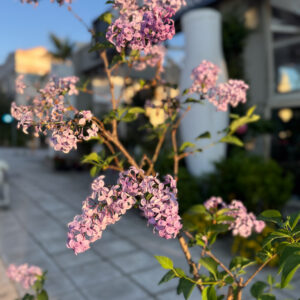 Alternative view of Πασχαλιά – Syringa Vulgaris