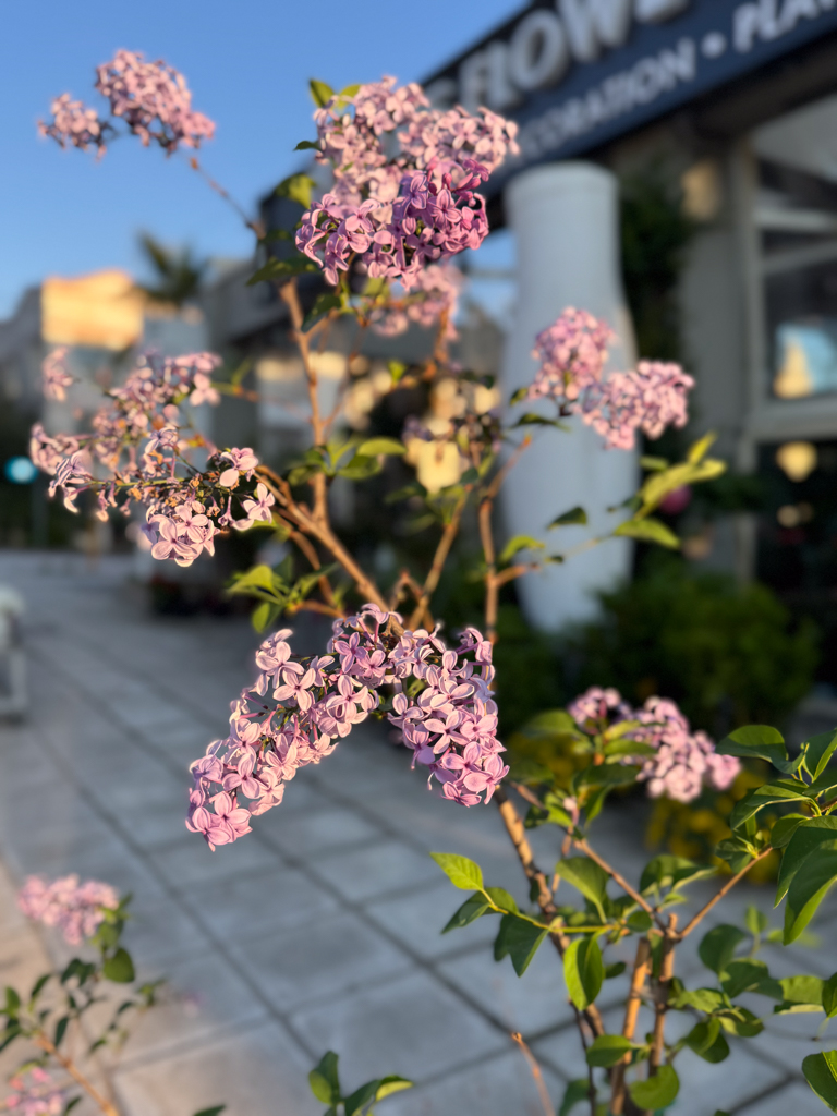 Πασχαλιά – Syringa Vulgaris - Image 2