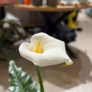Κάλλα (Calla Lily)