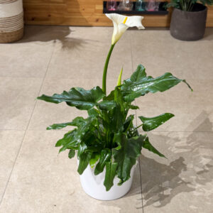 Alternative view of Κάλλα (Calla Lily)