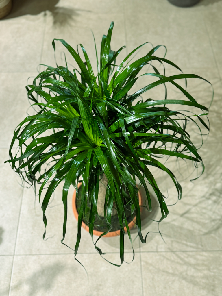 Μπουκαρνέα (Beaucarnea recurvata / Ponytail Palm) – Το Δέντρο με την Αλογοουρά